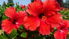 Tropiques à la maison : les secrets pour que l’hibiscus fleurisse toute la saison