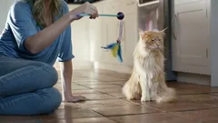 Quels types de personnes les chats respectent-ils vraiment — et lesquelles ignorent-ils