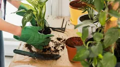 Une règle simple de rempotage qui redonne vie aux plantes