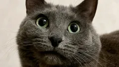 Vous parlez à votre chat… et il vous écoute vraiment ? La science l’explique